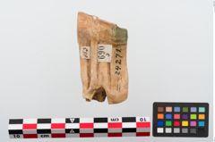 Foto von Tierzahn (NHMW-PRAE-024271)